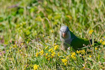 Green parrot on grass with flowers	
