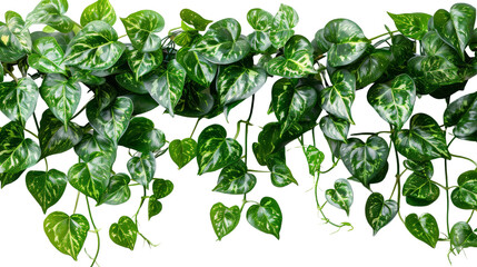 Cutout ivy png image on transparent background