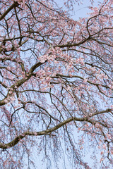 Obraz premium 綺麗に咲いた桜の花