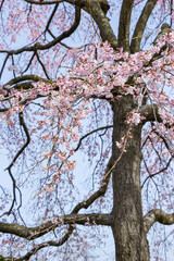 綺麗に咲いた桜の花