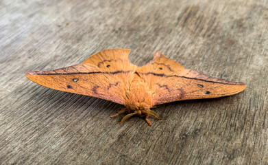 Rare furry butterfly on wooden ground. Conservation and rare species concept