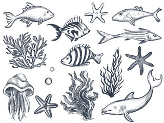 Hand drawn underwater world elements. Sketches set. Collection of marine animals, corals, jellyfish, starfish and fish sketches on white background.