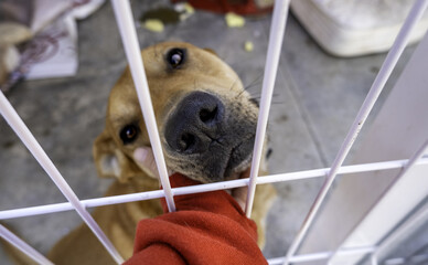 Petting a dog in a kennel © celiafoto