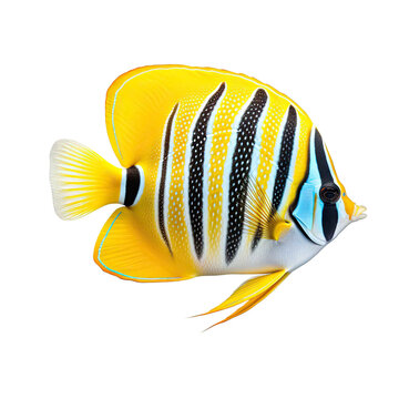 butterflyfish, isolated on a white transparent background
