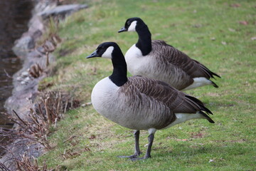 Sweden. The Canada goose (Branta canadensis), sometimes called Canadian goose, is a large wild goose with a black head and neck, white cheeks, white under its chin, and a brown body. 