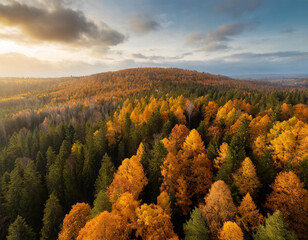 Aerial drone view over beautiful autumn forest landscape. Colourful trees in the wood.
