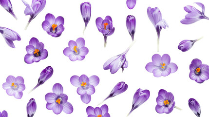Purple crocus flowers pattern isolated on transparent background