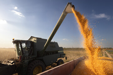 Combine transferring corn after harvest