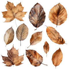 set of Dry leaves on transparent background