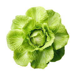 Top view of Trocadero lettuce on a transparent white background - obrazy, fototapety, plakaty