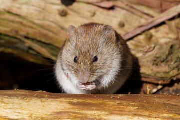 vole, microtus arvalis, close up