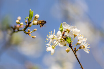 Kwiat wiśni z lecącą pszczołą