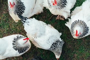 Detailaufnahme von freilaufenden  schwarz weißen Hühnern auf einer kleinen bäuerlichen ökologischen Farm