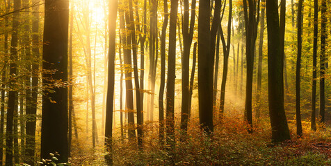 Vibrant golden sunlight illuminating the fog in a forest in autumn, with the silhouettes of tree...