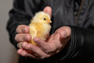 Nahaufnahme eines jungen Kücken in einer Hand  