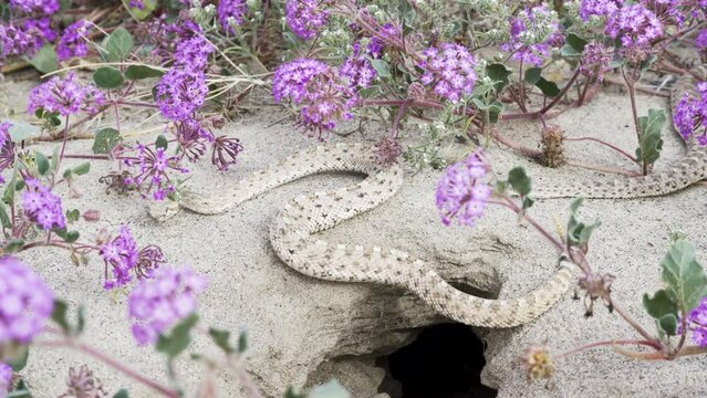 Rattlesnakes out of den among spring wildflower bloom in Anza Borrego Desert State Park in California