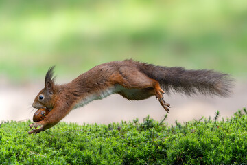 Hungy Eurasian red squirrel (Sciurus vulgaris) running in the forets searching for food....