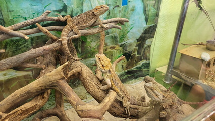 Two brown lizards of the Agamaceae family are sitting in a terrarium on dry branches
