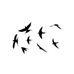 Vector Birds flying in the sky.