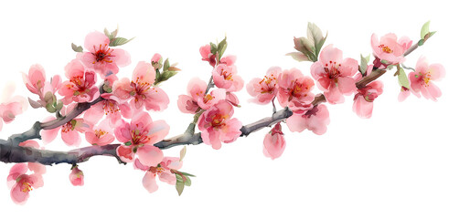 Watercolor blossoming apricot branches pink on isolated over a transparent background.