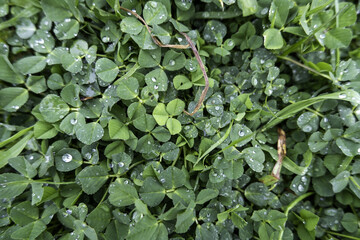 Rain-wet clovers