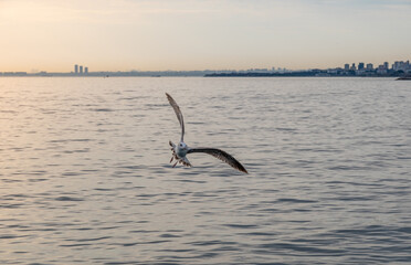 Close-up of a seagull soaring in the sunset sky over Istanbul’s Bosphorus.