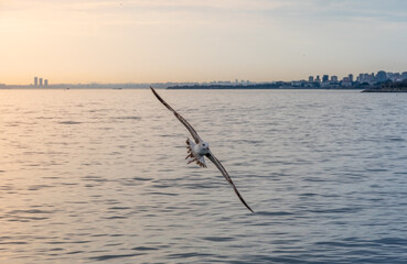 Close-up of a seagull soaring in the sunset sky over Istanbul’s Bosphorus.