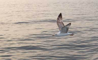 Close-up of a seagull soaring in the sunset sky over Istanbul’s Bosphorus.