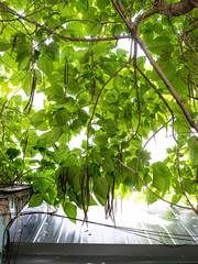 green leaves in the sun