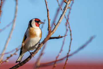 female cardinal on a branch