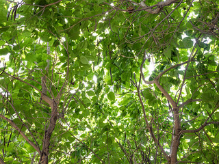 green leaves in the sun