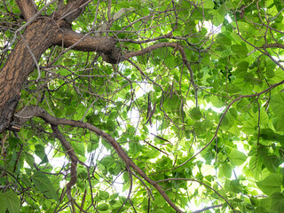 green leaves in the sun