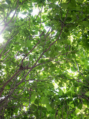 green leaves in the sun