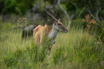 Female eland in the african bush