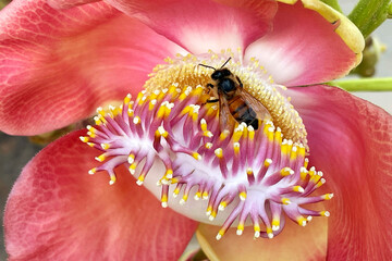 bee on flower