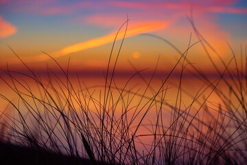 A beautiful early spring landscape of Baltic Sea beach with grass silhouettes against the colorful sky. Natural scenery of Northern Europe. - obrazy, fototapety, plakaty