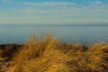 A beautiful sunset scenery with dry grass growing in the dunes of Baltic sea. Colorful spring landscape in Northern Europe - 771372223