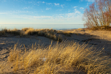 A beautiful sunset scenery with dry grass growing in the dunes of Baltic sea. Colorful spring landscape in Northern Europe - 771372242