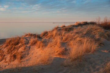 A beautiful sunset scenery with dry grass growing in the dunes of Baltic sea. Colorful spring landscape in Northern Europe - 771372246