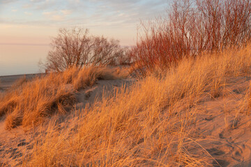 A beautiful sunset scenery with dry grass growing in the dunes of Baltic sea. Colorful spring landscape in Northern Europe - 771372262
