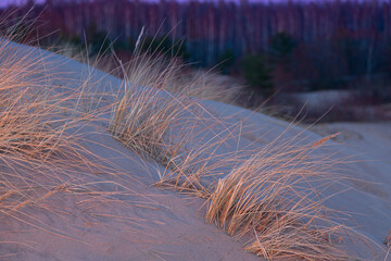 A beautiful sunset scenery with dry grass growing in the dunes of Baltic sea. Colorful spring landscape in Northern Europe - 771372268