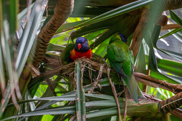 Portrait of a loris, parrot. Beautiful shot of animals in the forest on Guadeloupe, Caribbean,...