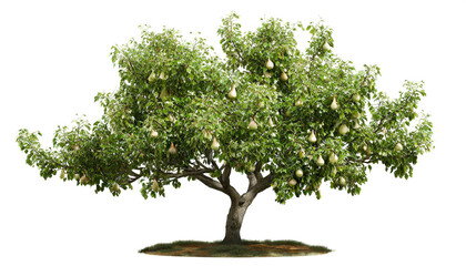 Fototapeta na wymiar Birnenbaum mit birnen isoliert auf weißen Hintergrund, Freisteller 