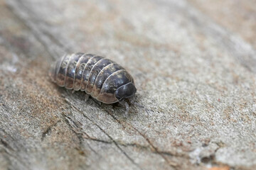 Closeup on a Common grey colored pill-bug, Armadillidium vulgare sitting on wood