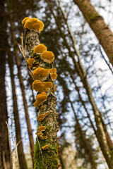 chapelet de champignons dans un bois