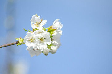 macro view of the flowers of a pear tree in springtime