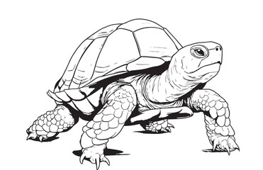 Tortoise hand drawing vector illustration isolated on white background Reptile