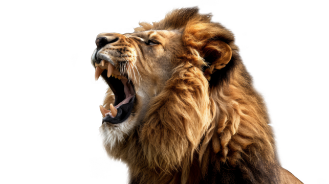 Lion is trying to protect its territory isolate on transparent background, cutout, png