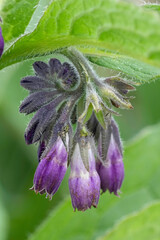 Vertical closeup on the purple flowers of the Common quaker comfrey, Symphytum officinale