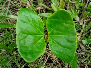 Ketapang tree seeds are popularly used for greening industrial or residential areas